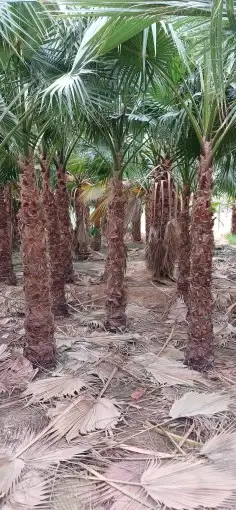 نخل واشنطني زينه 8