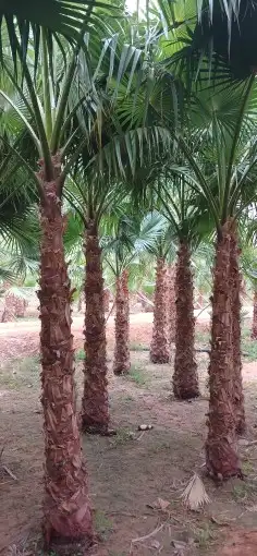 نخل واشنطني زينه 9