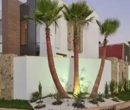 نخل واشنطني زينه 0