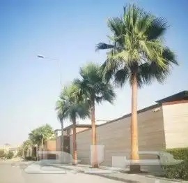 نخل واشنطني زينه 3