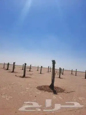يوجد لدينا جميع أنواع النخيل المثمرة وزينه وجميع المقاسات 1