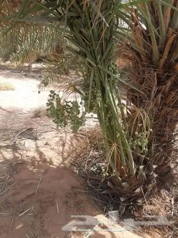 يوجد لدينا جميع أنواع النخيل المثمرة وزينه وجميع المقاسات 3