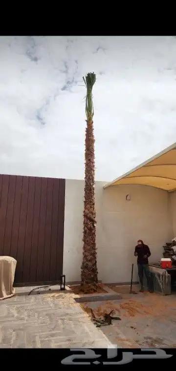 جميع انواع انخيل 1