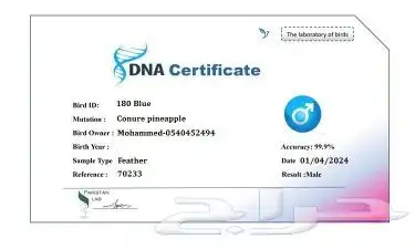 أزواج كنيور محلله 650ريال ((( تم البيع ))) 32