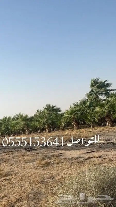 نخل واشنطن للبيع 1