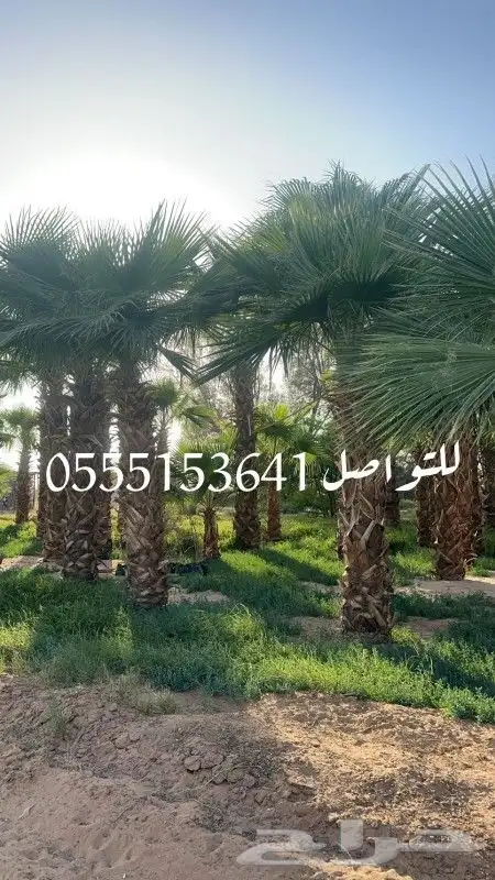 نخل واشنطن للبيع 0