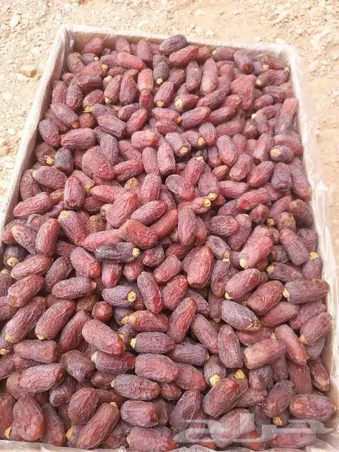 متوفر دخيني طيب فاخر وخضري فاخر التواصل ابو عزام 1