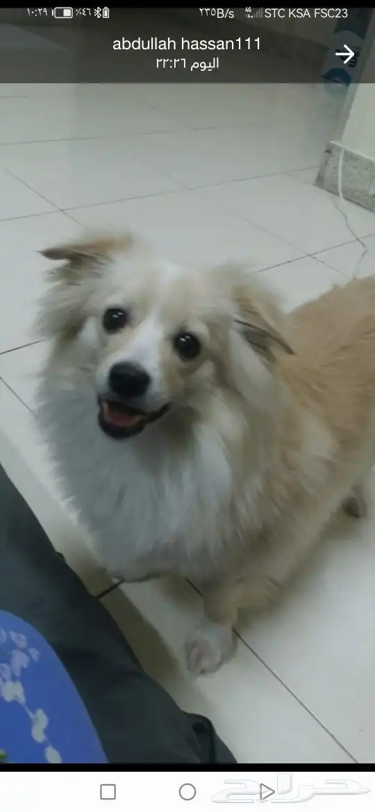 موصل طيور حيونات اليفه امنات 0