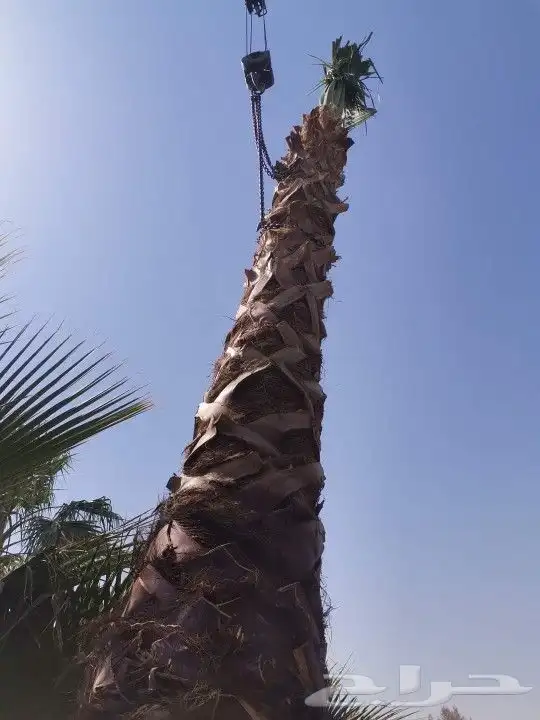 نخيل مثمرة وصل من القصيم 6