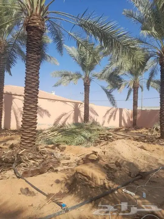يوجد لدينا جميع أنواع النخيل المثمرة وزينه وجميع المقاسات 0