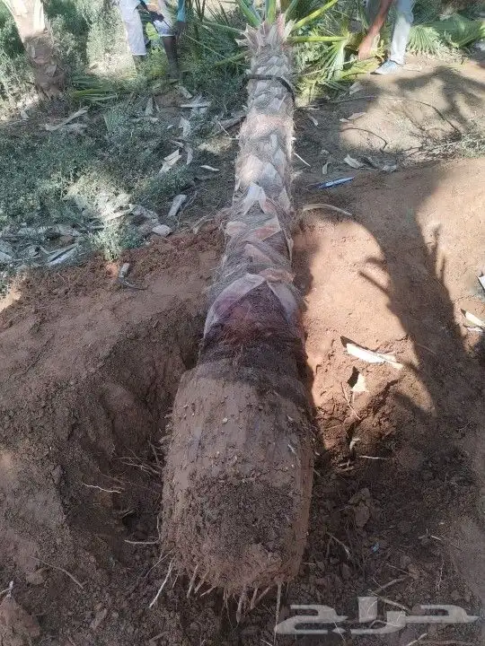 نخيل مثمرة وصل من القصيم 5