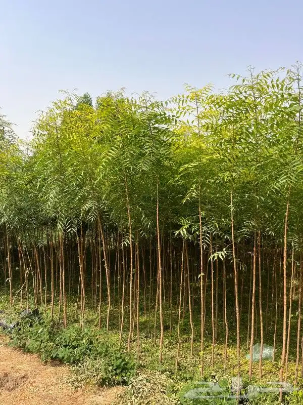مشاتل طريق الجبيل الدمام 0