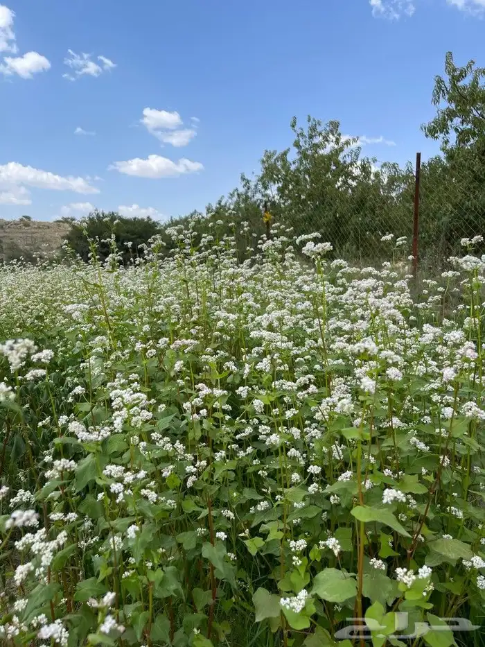 بذور الحنطة السوداء 0