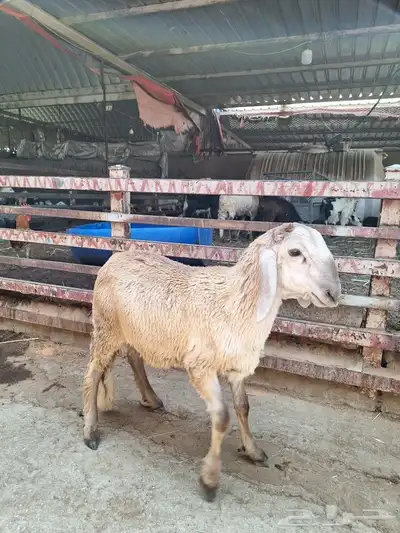 هرفي سواكني صغير واحة_اللحوم 1