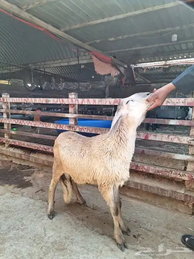هرفي سواكني صغير واحة_اللحوم 2