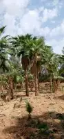 نخل واشنطني زينه 5