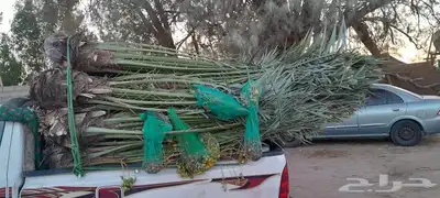 نخل للبيع مثمرة 4