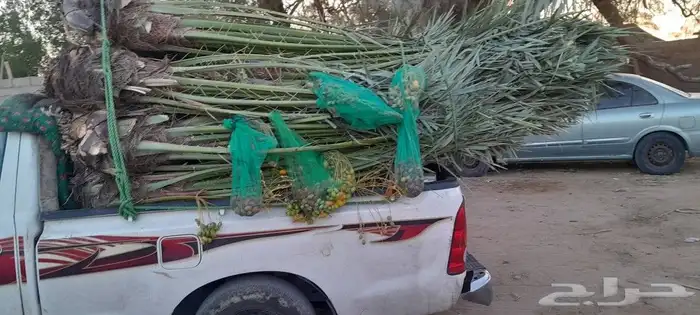 نخل للبيع مثمرة 1