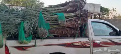 نخل للبيع مثمرة 3