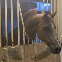 ايواء خيل 3