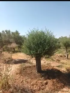 زيتون معمر نيبالي محسن 5