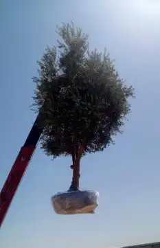 زيتون معمر نيبالي محسن 0