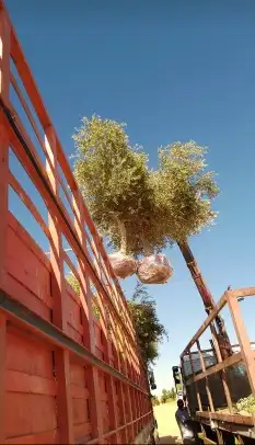 زيتون معمر نيبالي محسن 4