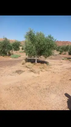 زيتون معمر نيبالي محسن 6