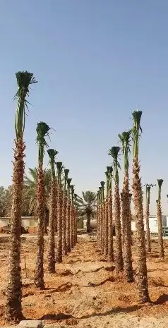 نخل واشنطن وشنطني واشنطونياء 1