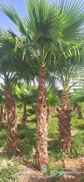 نخل واشنطن وشنطني واشنطونياء 4