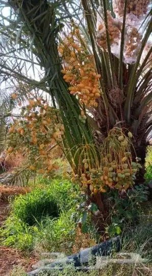 نخل للبيع مثمرة 8