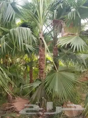 نخل واشنطن وشنطني واشنطونياء 6