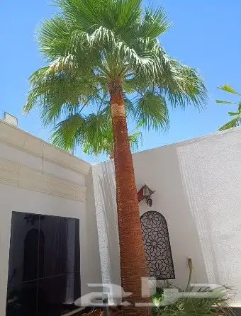 نخل واشنطن وشنطني واشنطونياء 3