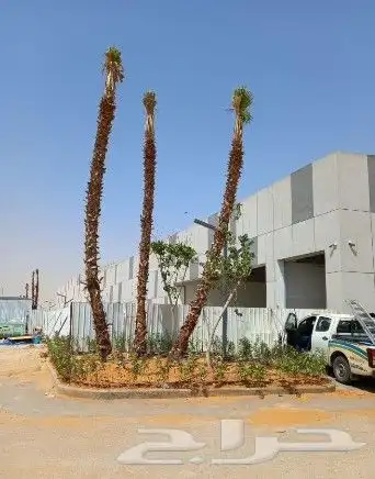 نخل واشنطن وشنطني واشنطونياء 5