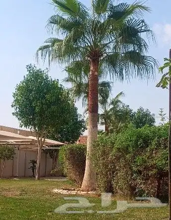 نخل واشنطن وشنطني واشنطونياء 2