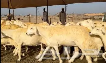 ماشاء الله تبارك الله حفظك 4