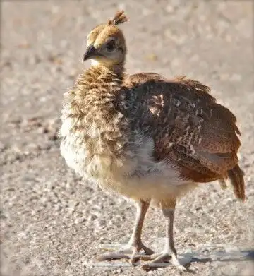 جوز طاووس جميل 3