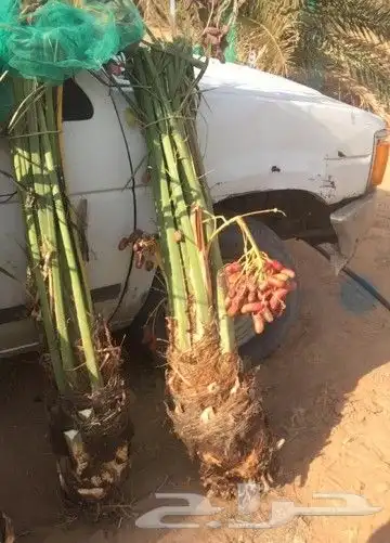 زبايناالكرام يوجدلدينانخل خلاص وخضري فسائل ونقايل 2