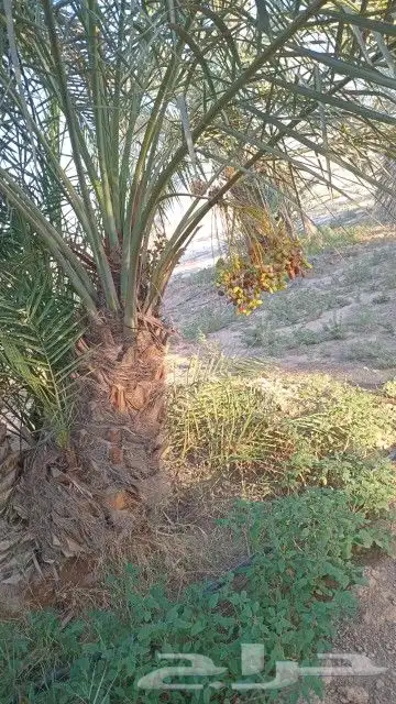توريد وقلع وغرس وتكريب النخيل 5