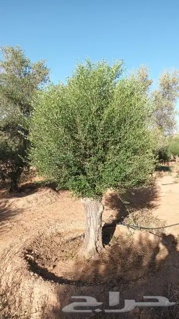 زيتون معمر نيبالي محسن 1