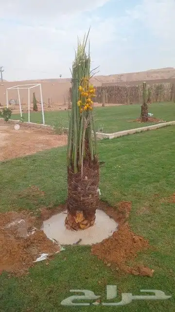 توريد وقلع وغرس وتكريب النخيل 1