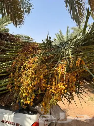 نخل للبيع مثمرة 9