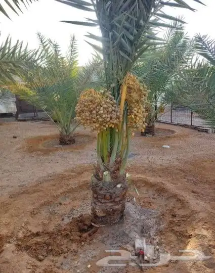 يوجد لدينا جميع أنواع النخيل 0