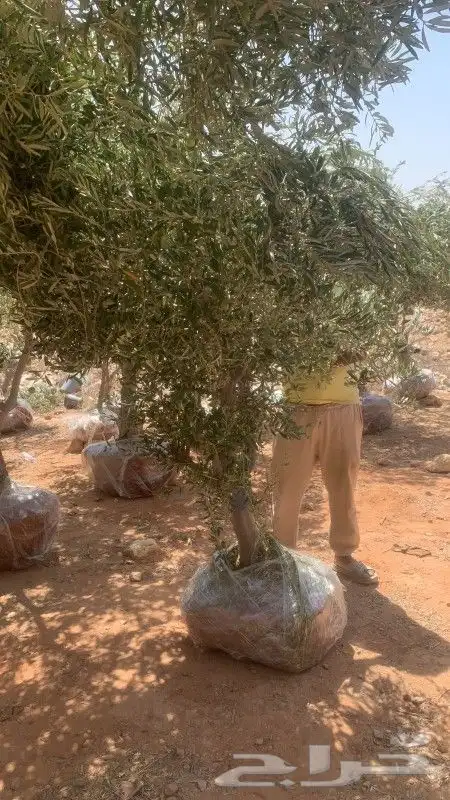 زيتون معمر نيبالي محسن 2