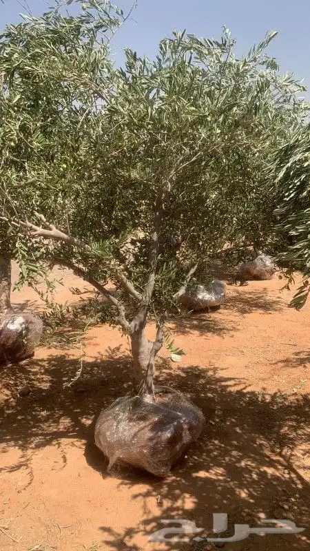 زيتون معمر نيبالي محسن 3