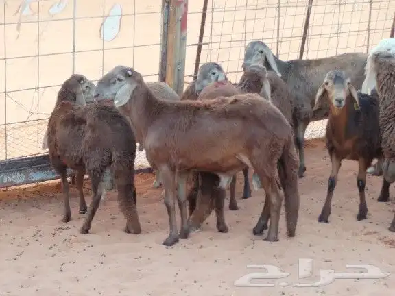 ذبايح سواكن مرابي 3شهور جذعان 2