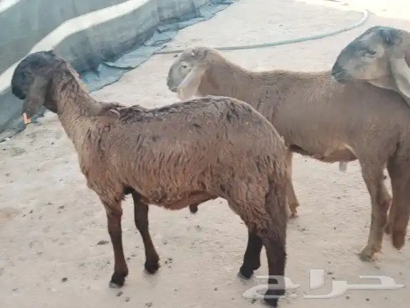 ذبايح سواكن مرابي 3شهور جذعان 1