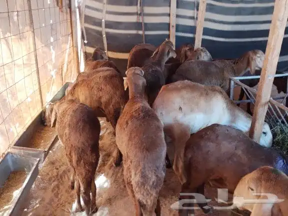 ذبايح سواكن مرابي 3شهور جذعان 0