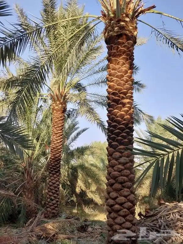 نقوم بتوريد انخل بجميع المقاسات 5