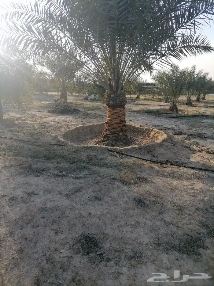 مقول شبوك ونخيل في الشرقيه 8